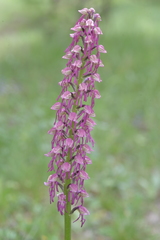 Orchis × bergonii