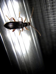 Macrolagria rufobrunnea