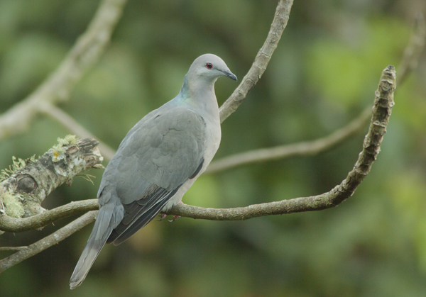 Ring-tailed Pigeon