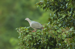 Patagioenas caribaea
