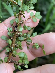 Phyllanthus microcladus