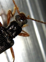 Macrolagria rufobrunnea