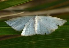 Orthoclydon praefectata