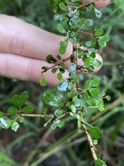 Phyllanthus microcladus