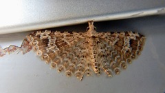 Alucita montana