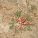 Oenothera cespitosa cespitosa - Photo (c) rossddickson, algunos derechos reservados (CC BY-NC)