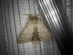 Cnethodonta grisescens