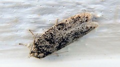 Semioscopis inornata