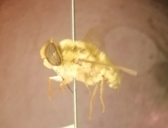 Neorhynchocephalus