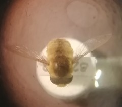 Neorhynchocephalus