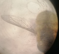 Neorhynchocephalus