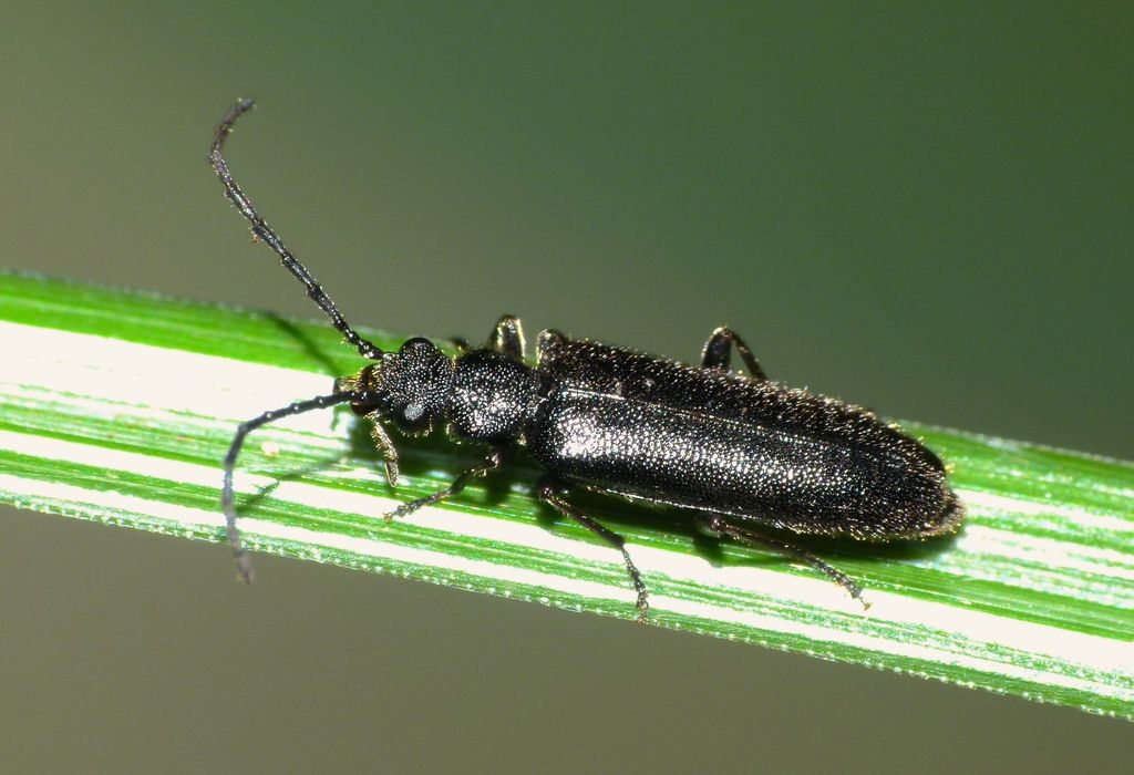 Pilipalpinae