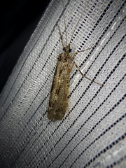 Stenopsyche marmorata