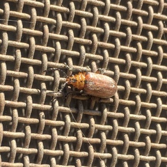 Poneridia semipullata