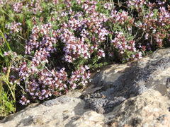 Thymus willdenowii