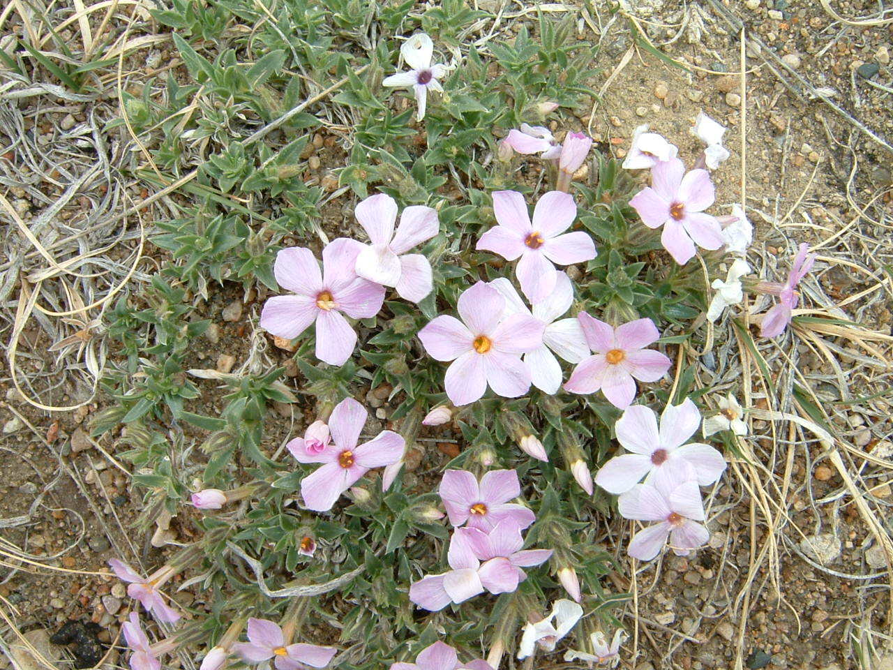 Phlox alyssifolia ssp. alyssifolia