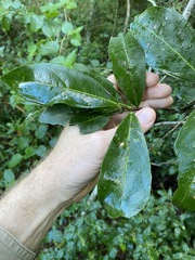 Siphonodon australis