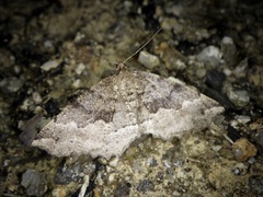 Xerodes rufescentaria