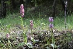 Orchis × bergonii