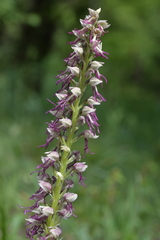 Orchis × bergonii