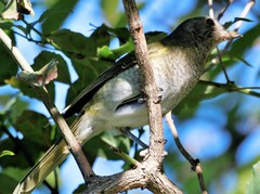 Telophorus olivaceus