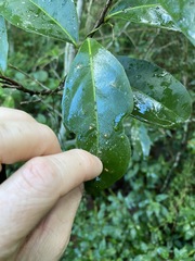 Siphonodon australis