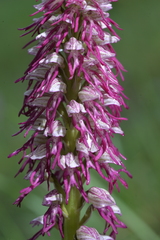 Orchis × bergonii