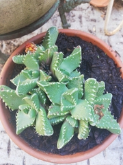 Faucaria