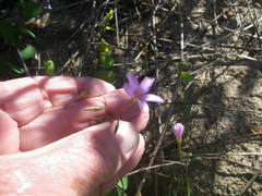 Oxalis livida
