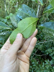 Siphonodon australis