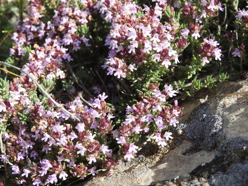 Image of Thymus willdenowii by (c) Aissa Djamel Filali, some rights reserved (CC BY-SA)