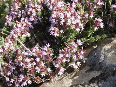 Thymus willdenowii