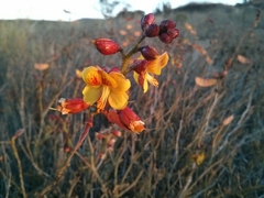 Erythrostemon angulatus