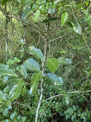 Siphonodon australis