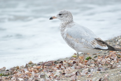 Larus delawarensis