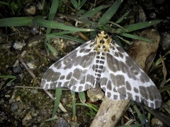 Pogonopygia nigralbata