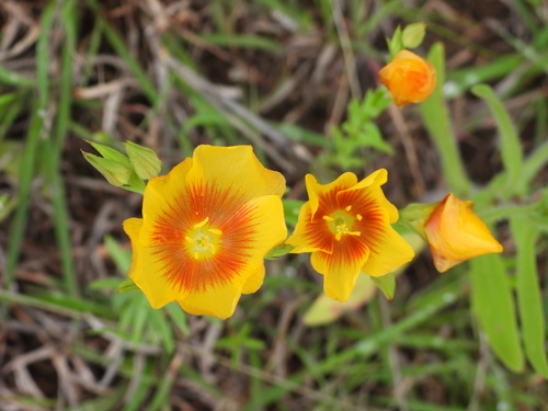Linum rigidum observed 2021-05-01
