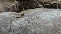 Rhithrogena germanica