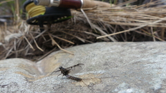 Rhithrogena germanica