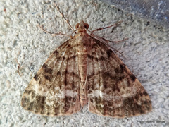 Pseudocoremia indistincta