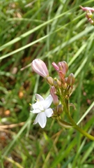 Hemerocallidoideae