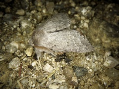 Cnethodonta grisescens