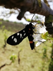 Amata marjana