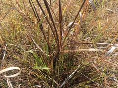 Hypoxis rigidula rigidula
