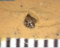 Perognathus