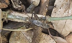 Loxoblemmus appendicularis