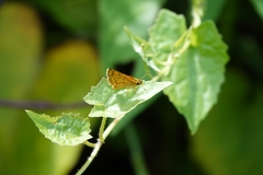 Ampittia dioscorides