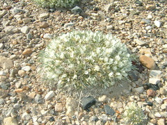 Astragalus gilviflorus