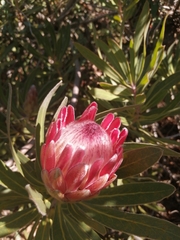 Protea × hybrida