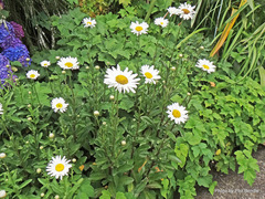 Leucanthemum × superbum